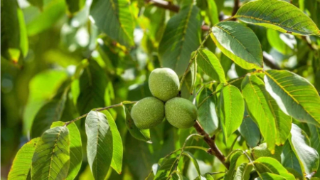 نحوه کاشت نهال گردو, انواع رقم گردو برای کاشت