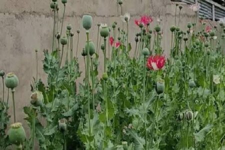 امحای ۱۲۰۰ بوته خشخاش در روستای چمن سوخته شهرستان بویراحمد امحای ۱۲۰۰ بوته خشخاش در روستای چمن سوخته شهرستان بویراحمد