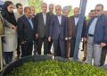برداشت چای در گیلان به 135 هزار تن میرسد برداشت چای در گیلان به 135 هزار تن میرسد