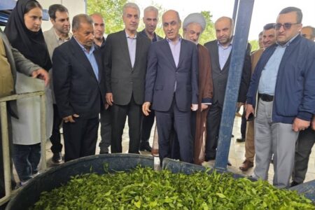 برداشت چای در گیلان به 135 هزار تن میرسد برداشت چای در گیلان به 135 هزار تن میرسد