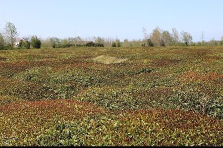 برفِ ناخوانده، باغهای اهر را در آغوشِ سرما فرو برد برفِ ناخوانده، باغهای اهر را در آغوشِ سرما فرو برد