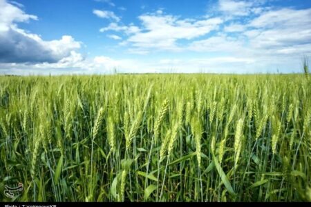 بیماری زنگ زرد گندم مزارع کهگیلویه را تهدید نمیکند بیماری زنگ زرد گندم مزارع کهگیلویه را تهدید نمیکند