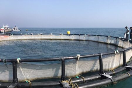 تولید بیش از ۳۸ هزار تن ماهی در چهارمحال و بختیاری تولید بیش از ۳۸ هزار تن ماهی در چهارمحال و بختیاری