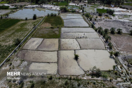 ثبت نشاکاری ۱۲۵ هکتار برنج در نکا ثبت نشاکاری ۱۲۵ هکتار برنج در نکا