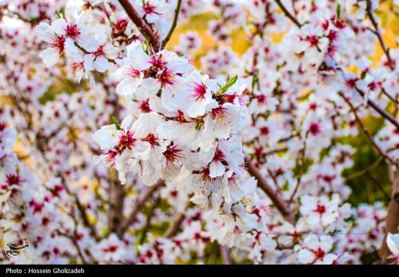 طراوت عینالی و رقص شکوفهها؛ ثبت قابهای امیدبخش فردای بارش بهاری باران , روز درختکاری , اخبار استان آذربایجان شرقی , آذربایجان شرقی , اخبار تبریز ,