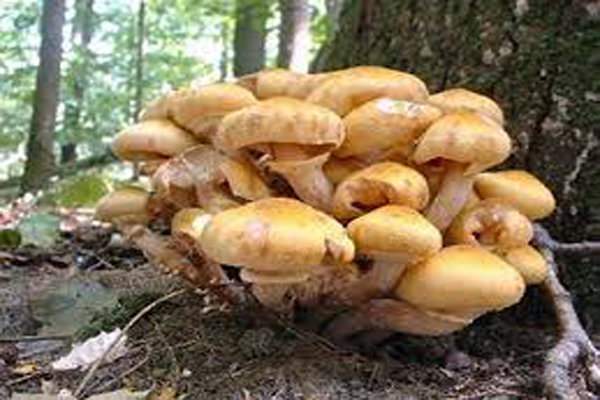 هشدار جدی به مردم؛ سم قارچهای کوهی با پختن از بین نمیرود هشدار جدی به مردم؛ سم قارچهای کوهی با پختن از بین نمیرود