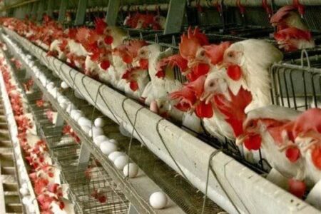 چرا مصرف کننده در تله قیمتگذاری تولید مرغ قرار دارد؟ چرا مصرف کننده در تله قیمتگذاری تولید مرغ قرار دارد؟