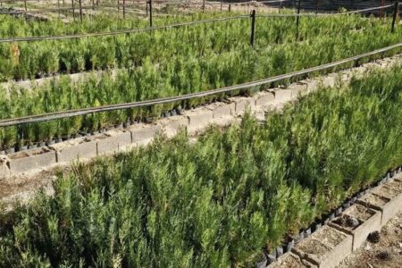 گزارش| زراعت چوب در 780 هکتار از اراضی سمنان گزارش| زراعت چوب در 780 هکتار از اراضی سمنان