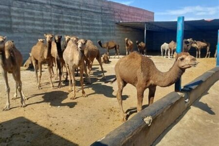گزارش|جهش شترداری در شاهرود؛ استفاده بهینه از اقلیم خشک و مراتع فقیر گزارش|جهش شترداری در شاهرود؛ استفاده بهینه از اقلیم خشک و مراتع فقیر