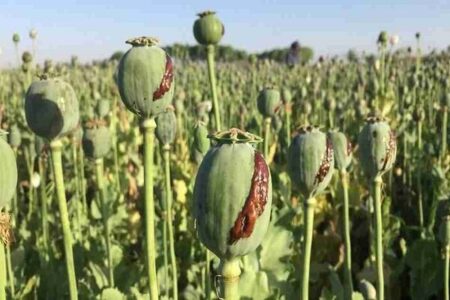 ۳ مزرعه کشت خشخاش در حمیدیه امحا شد ۳ مزرعه کشت خشخاش در حمیدیه امحا شد