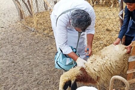 اجرای طرح واکسیناسیون میش های غیرآبستن بر علیه بیماری تب مالت در البرز اجرای طرح واکسیناسیون میش های غیرآبستن بر علیه بیماری تب مالت در البرز