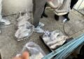 اجرای پویش «هر خانواده ایرانی، یک وعده ماهی» در لرستان اجرای پویش «هر خانواده ایرانی، یک وعده ماهی» در لرستان