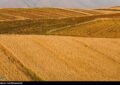اعلام نرخ 49500 تومانی برای گندم/ آغاز برداشت در مناطق جنوبی لرستان اعلام نرخ 49500 تومانی برای گندم/ آغاز برداشت در مناطق جنوبی لرستان