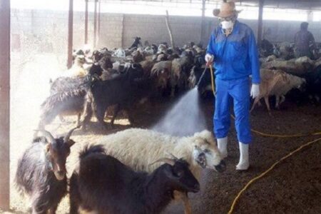 تب کریمه کنگو زنگ خطر مرگ را به صدا درآورد تب کریمه کنگو زنگ خطر مرگ را به صدا درآورد