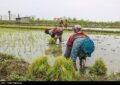 دلالان در کمین شالیزارهای شمال/ چه کسانی بازار برنج را بههم ریختند؟ دلالان در کمین شالیزارهای شمال/ چه کسانی بازار برنج را بههم ریختند؟