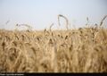 دلالان در کمین گندم طلایی گلستان دلالان در کمین گندم طلایی گلستان