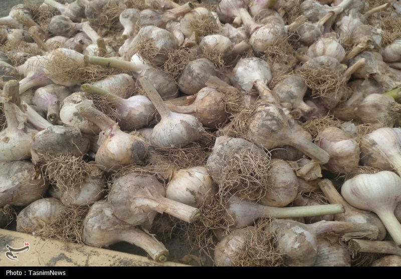 روستایی که با سیر نفس میکشد؛ «اَتو» و داستان یک برند موفق روستایی که با سیر نفس میکشد؛ «اَتو» و داستان یک برند موفق