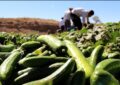 «طلای سبز» بادرود روانه بازار شد؛ برداشت 1000 تن خیار از مزارع بادرود «طلای سبز» بادرود روانه بازار شد؛ برداشت 1000 تن خیار از مزارع بادرود