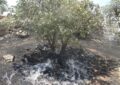 لرستان در آستانه تابستانی پرخطر؛ آتش و خشکسالی دوگانه مرگبار زاگرس لرستان در آستانه تابستانی پرخطر؛ آتش و خشکسالی دوگانه مرگبار زاگرس