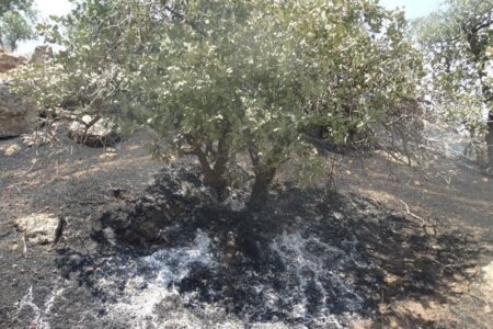 لرستان در آستانه تابستانی پرخطر؛ آتش و خشکسالی دوگانه مرگبار زاگرس لرستان در آستانه تابستانی پرخطر؛ آتش و خشکسالی دوگانه مرگبار زاگرس
