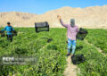 پاسخ صرفهجویانه کشاورزی خراسان رضوی به کمآبی و گرانی پاسخ صرفهجویانه کشاورزی خراسان رضوی به کمآبی و گرانی