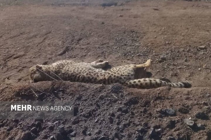 جادهای که یوزها را میبلعد؛ عملیات مشترک نجات هلیا و تولههایش جادهای که یوزها را میبلعد؛ عملیات مشترک نجات هلیا و تولههایش
