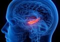 کوچک شدن مرکز حافظه مغز در افراد افسرده کوچک شدن مرکز حافظه مغز در افراد افسرده