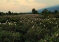 «کابوک» در جمع ۲۶ مستند بلند جشنواره نیواورلئان «کابوک» در جمع ۲۶ مستند بلند جشنواره نیواورلئان